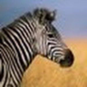 Meet your Posher, Volf